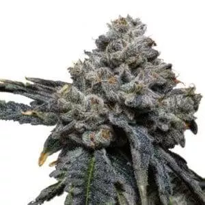 Gorilla d Cheese strain