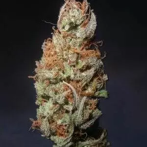 Island Sweet Skunk Strain
