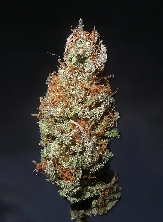 Island Sweet Skunk Strain