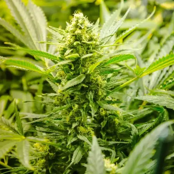 Sour Lowryder 2 Autoflower Regular Cannabis Seeds