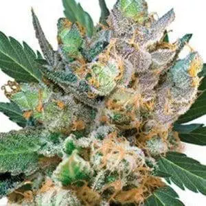 Royal Gorilla Strain