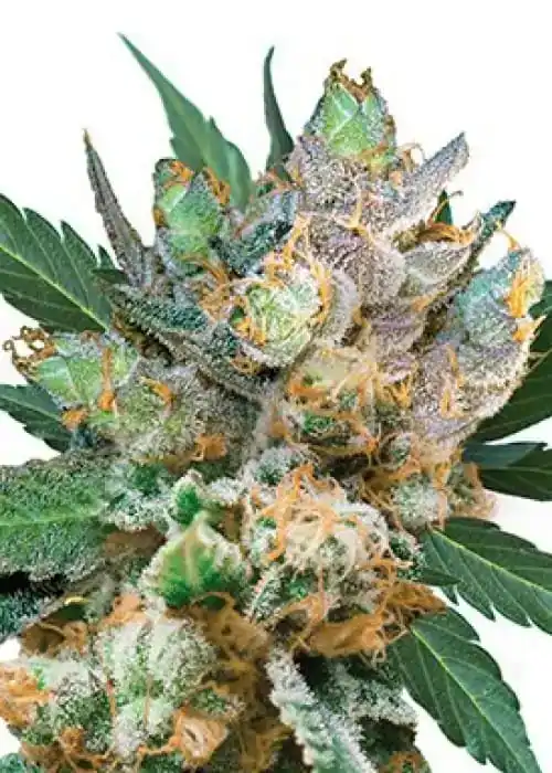 Royal Gorilla Strain
