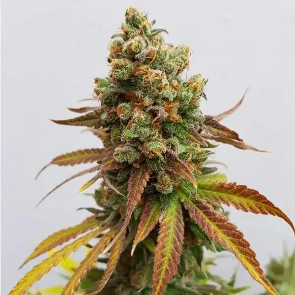 Special Queen #1 Feminised Seeds