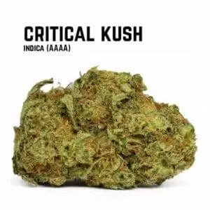 Critical Kush Seeds