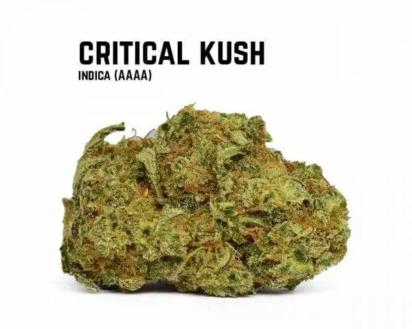 Critical Kush Seeds