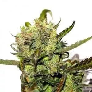 Orange Bud Strain