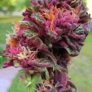 Purple Queen Strain