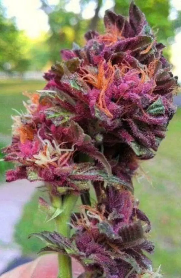 Purple Queen Strain
