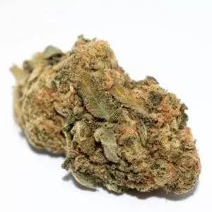 M-39 ROYAL STRAIN