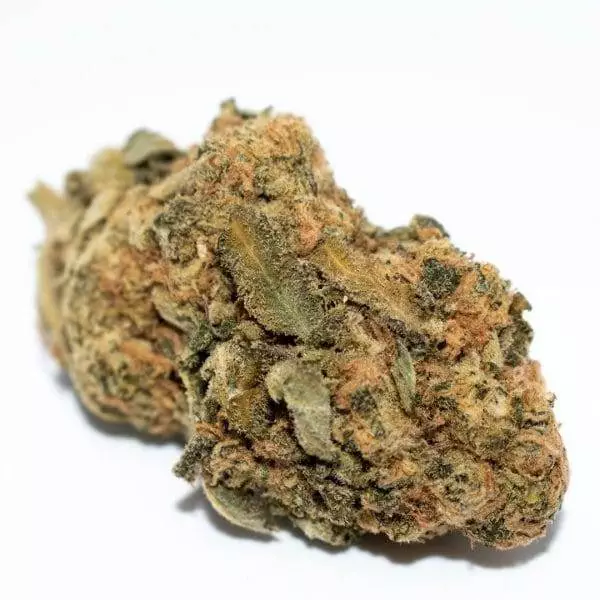 M-39 ROYAL STRAIN