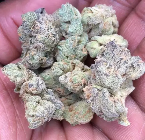 Miracle Alien Cookies (MAC)