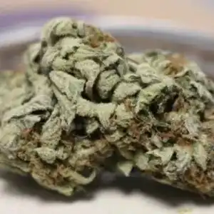 SWEET ZZ Strain