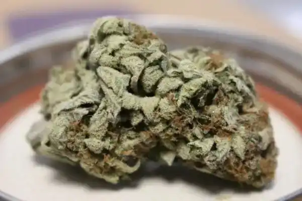 SWEET ZZ Strain