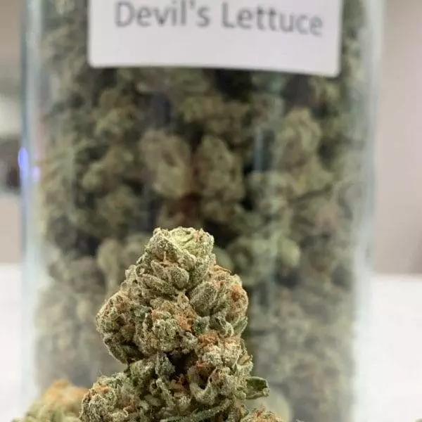 Devil’s Lettuce Strain