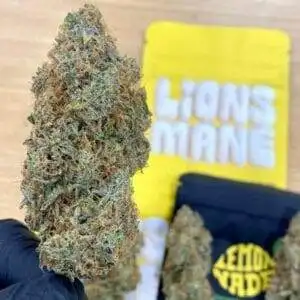 Lions Mane strain