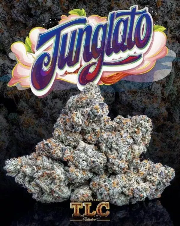 Junglato Jungle boys