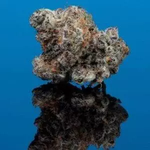Cereal A La Mode Cookies Strain