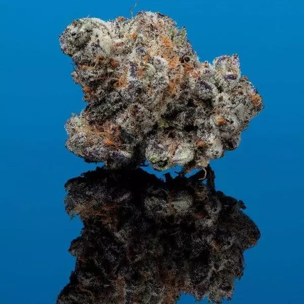 Cereal A La Mode Cookies Strain