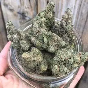 Gush Mints Strain
