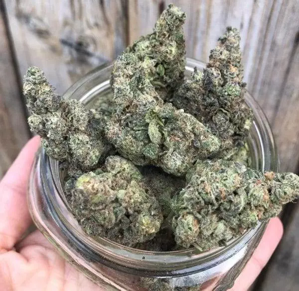 Gush Mints Strain