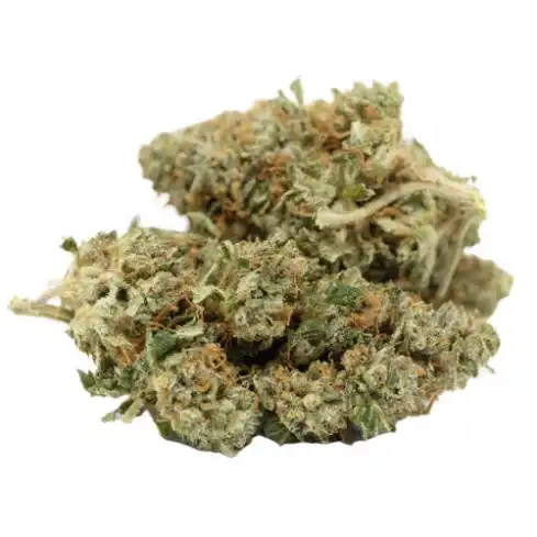 garlic budder strain