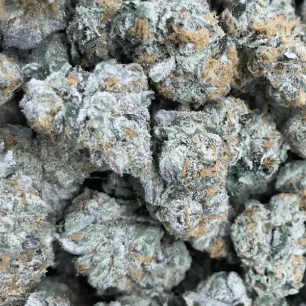 Tequila Sunrise Marijuana Strain